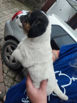 Daruji štěňata křížence - 2