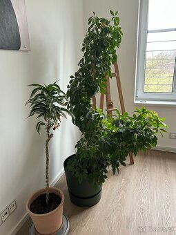 Pokojové rostliny - 2