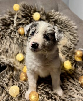 Border Kolie s PP - 2