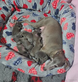 ITALSKÝ CHRTÍK - 2