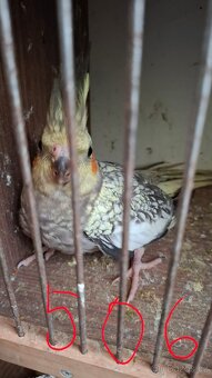 Korela chocholatá - 2