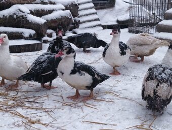 Kachna pižmová - 2