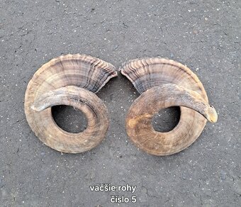 Trofeje, kravské rohy 25-70cm - 2