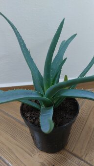 Prodám aloe vera - 2