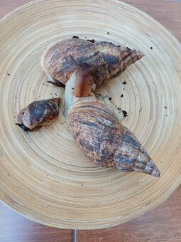 Oblovka žravá šnek africký - 2