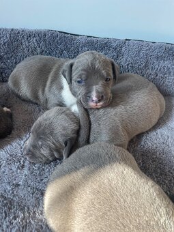 American Bully x Staford - 2