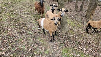 Kamerunské ovce - 2