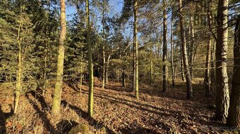 Prodej lesa, 8 225 m², Lány na Důlku, Pardubice - 2