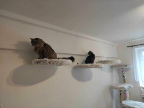 Kočičí plochy na zeď, odpočivadlo , škrabadlo,bydlo - 2