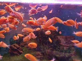 Tropheus Red Bishop - 2
