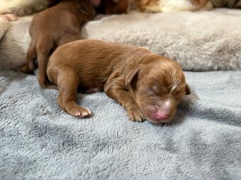 Cavapoo - 2