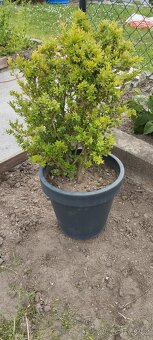 Prodám buxus - 2