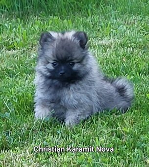 Německý špic trpasličí ne Pomeranian s PP FCI - 2