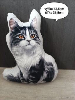 Britská Mainská Mývalí kočka - 2