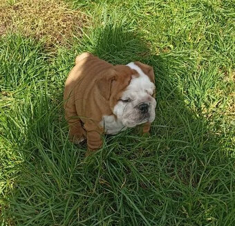 Anglický buldok s PP - 2