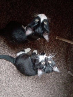 daruji dvě koťata - 2