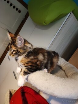 Mainská mývalí - 2