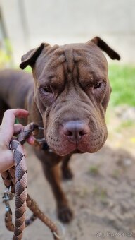 ČOKO K ADOPCI - zlomená něžná dušička - 2