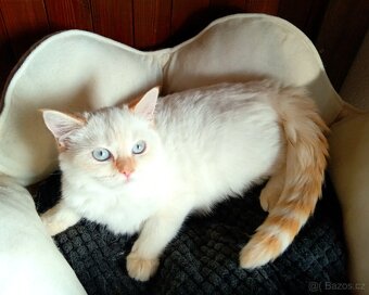 Britský kocourek colorpoint s PP - 2