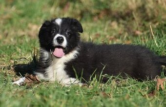 Border kolie s PP - 2