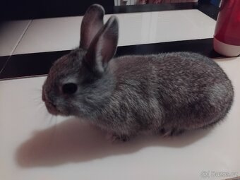 Zakrslý králík - 2