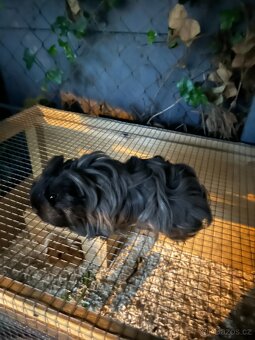 Prodám půlroční morčátka dlouhosrstá Sheltie - 2