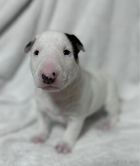 Miniaturní bulteriér pes s PP - 2