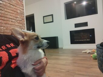 Welsh Corgi Pembroke - 2