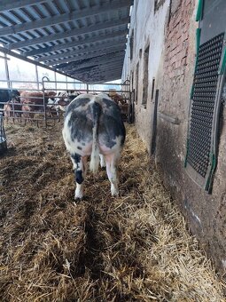 Plemenný býk belgické modré - 2