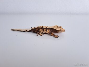 pagekon řasnatý samec - 2