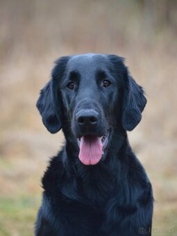 Flat Coated Retriever - černá štěňátka (odběr 6/2026) - 2