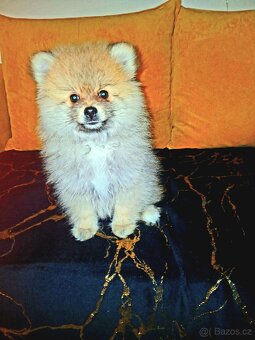 Německý špic chlapec - 2