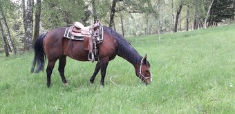 Kobylka Paint horse - 2
