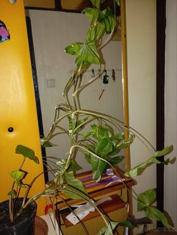 Sygnonium padophylum - 2