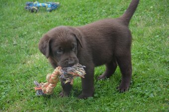 Labrador - 2