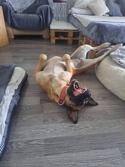 Kříženka Rhodéský Ridgeback - 2