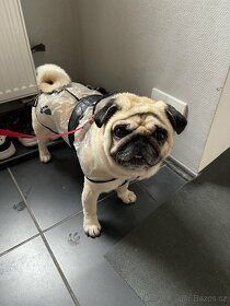 Mops ke krytí - 2