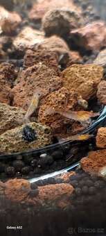 Krevetky neocaridina mix - 2