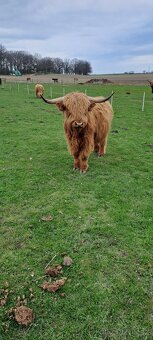 Prodám highland býčka - 2