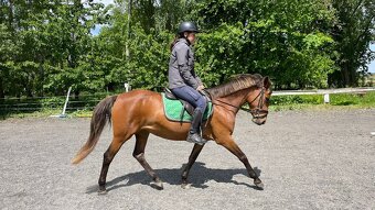 9letá pony B klisna - 2