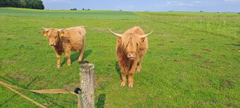 Prodám/vyměním jalovičky highland - 2