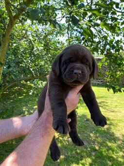 Štěňátka labradorského retrievera - 2