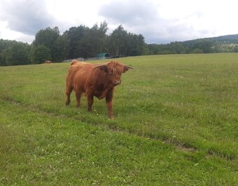 Prodám telátka Highland-Skotský náhorní skot, - 2