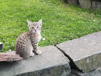 Daruji do dobrých rukou mourované 3.koťatka - 2