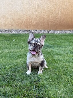 Francouzsky buldoček coko tan merle fluffy fenka - 2