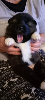 Prodám štěňata AKITA INU - 2