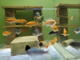 Akvárium 370 litrů - 2