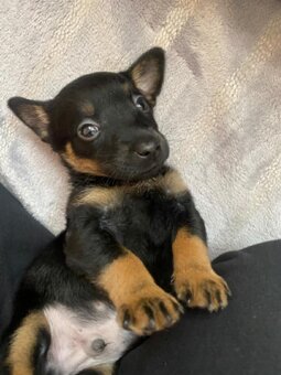 Křížená čivava - 2