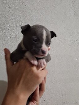 Stafordšírský bulteriel - 2