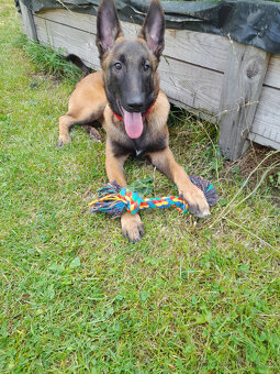 BO Malinois s PP - 2